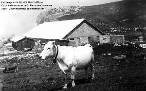 1956 vache heureuse au Charmantsom